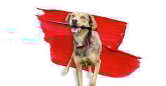 Paint-your-pet-_Web-event-2-2048x1075