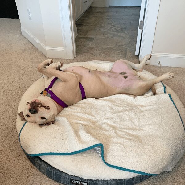 demi-belly-up