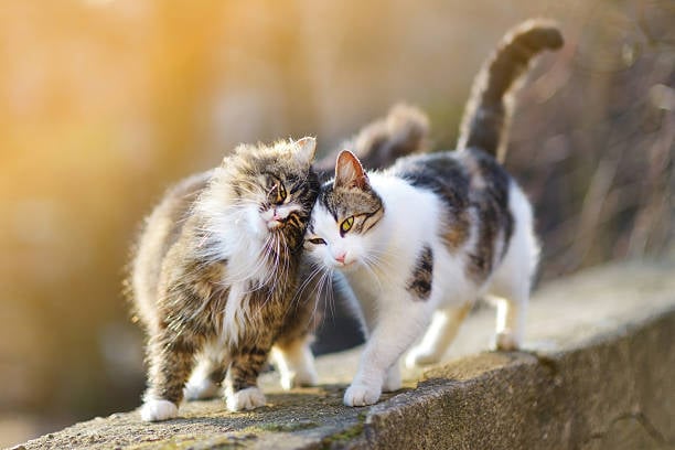 istockphoto-497315278-612x612