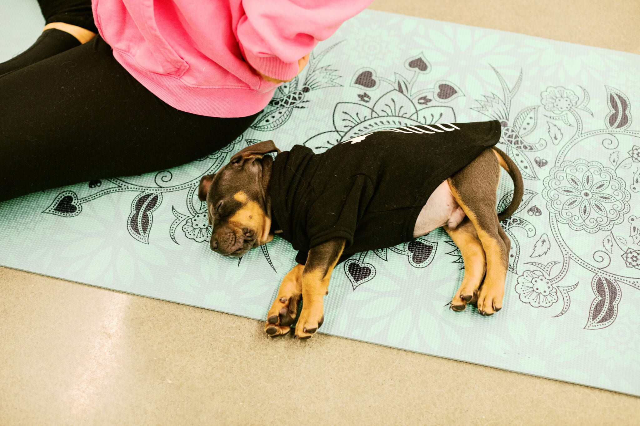 puppyyogaedit72-2048x1365
